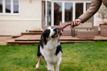 Are Coffee Wood Chews Safe for Dogs? Things Everyone Should Know