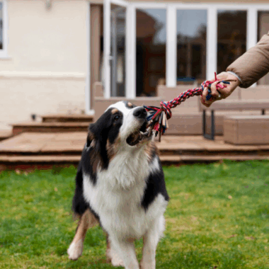 Are Rope Toys Safe for Dogs? Dog Parents Should Know