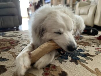 Are Rope Toys Safe for Dogs? Dog Parents Should Know